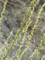 Reseda stricta