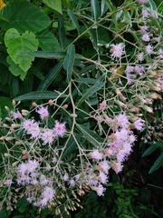Vernonanthura tweedieana