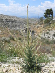 Reseda suffruticosa