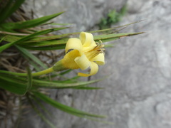 Velloziaceae