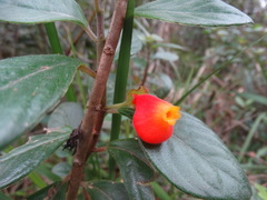 Gesnerieae