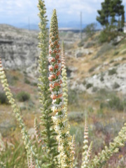 Reseda suffruticosa