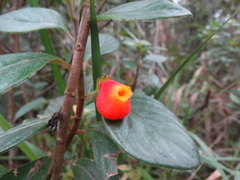 Gesnerieae