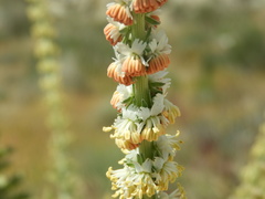 Reseda suffruticosa