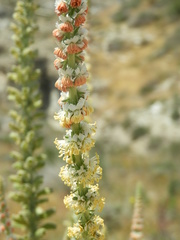 Reseda suffruticosa