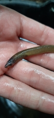 Lampetra planeri