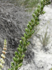 Reseda suffruticosa