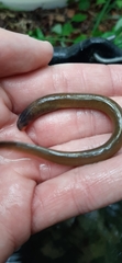 Lampetra planeri