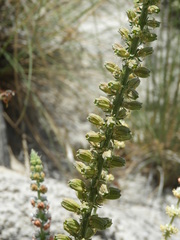 Reseda suffruticosa