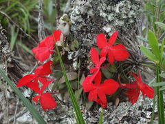 Cattleya coccinea