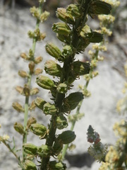 Reseda suffruticosa