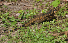 Tupinambis teguixin