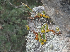 Didactyle