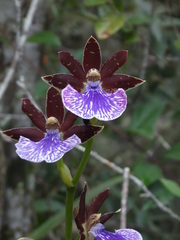 Zygopetalum