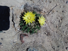 Mammillaria longimamma