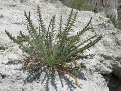 Reseda suffruticosa