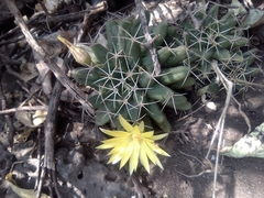 Mammillaria longimamma