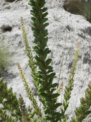 Reseda suffruticosa