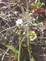 Plagiobothrys tenellus