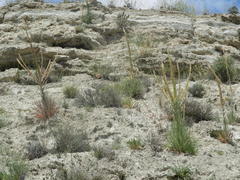 Reseda suffruticosa
