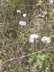 Plagiobothrys tenellus