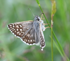 Pyrgus sidae