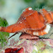 Cymatiid Triton Snails - Photo (c) uwkwaj, some rights reserved (CC BY-NC), uploaded by uwkwaj
