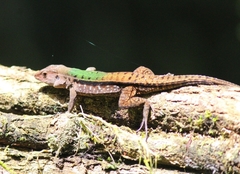 Kentropyx altamazonica