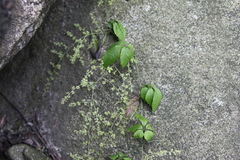Parthenocissus laetevirens