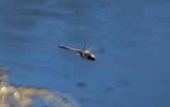 Epitheca petechialis