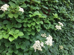 Hydrangea anomala