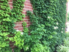 Hydrangea anomala