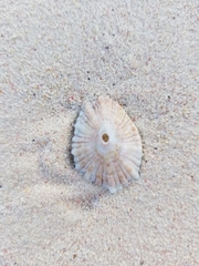 Fissurella barbadensis