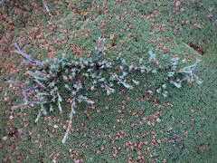 Dracophyllum prostratum