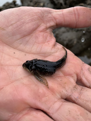 Clinocottus acuticeps