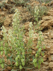 Reseda phyteuma