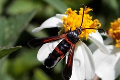 Synanthedon sapygaeformis