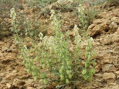 Reseda phyteuma