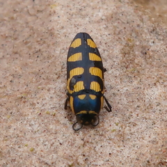 Buprestis magica