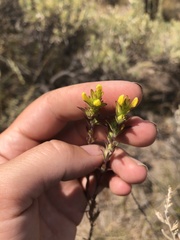 Orthocarpus luteus