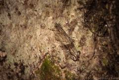 Metrioglypha phyllodes