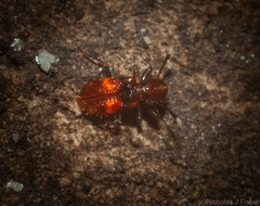 Apteropilo humerofuscus