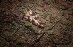 Barea eucapnodes