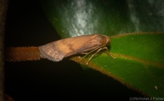 Lambula pristina