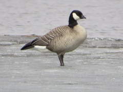Branta hutchinsii hutchinsii