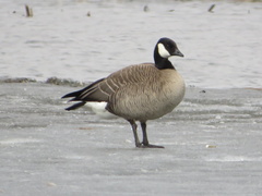 Branta hutchinsii hutchinsii