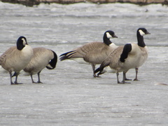 Branta hutchinsii hutchinsii