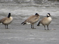 Branta hutchinsii hutchinsii