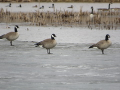Branta hutchinsii hutchinsii