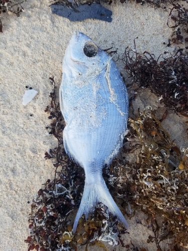 Bermuda porgy (Diplodus bermudensis) — Sparidae — 2